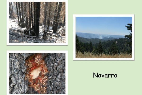 navarro_a